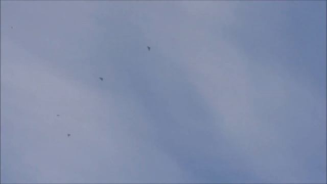 Владимир Левшаков и мои голуби. смотреть онлайн