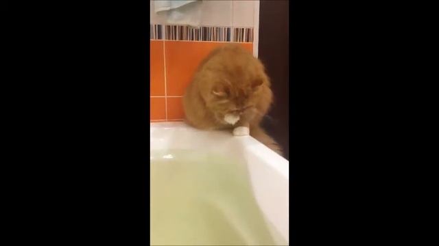 Как котэ моет лапы смотреть онлайн