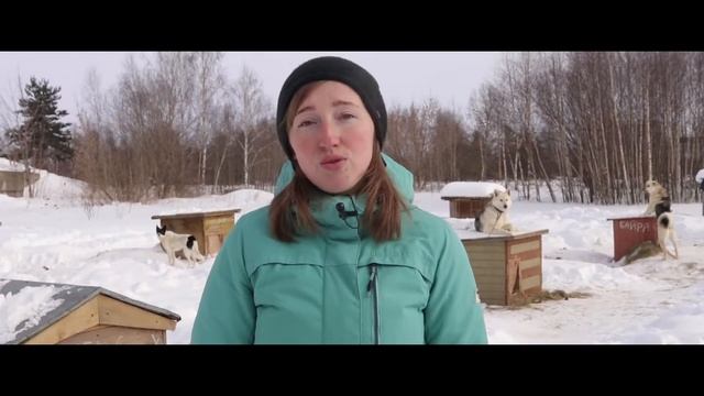 Приют для собак Ковчег смотреть онлайн