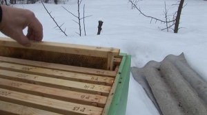 Пчеловодство.ПЕРВАЯ ЗИМОВКА НА 230мм РАМКЕ .