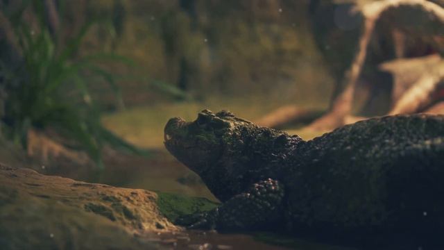Meet the Pangolins | Nature's Armored Anteaters🐜🛡️#Pangolin#Wildlife#ArmorOfNature#AntEater смотреть онлайн