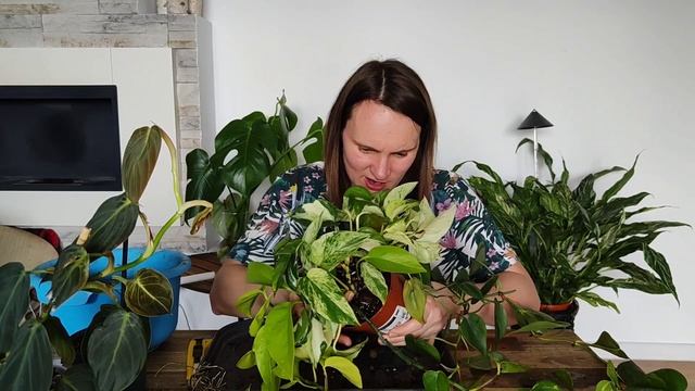 Przedwiosenne porządki czas zacząć 🙂🌿 epipremna i filodendrony смотреть онлайн