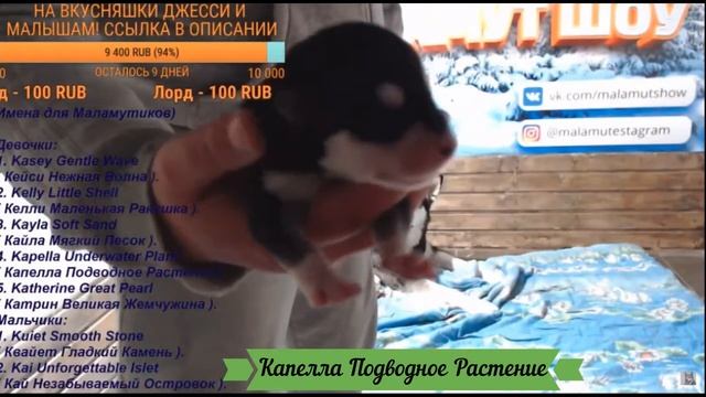 Даём имена малышам-маламутикам! смотреть онлайн