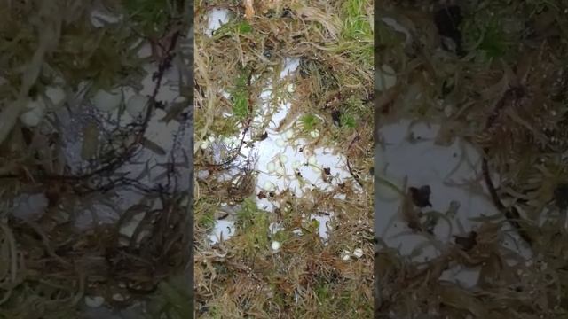 Первая кладочка лиммочек Оранж😀🙏 смотреть онлайн