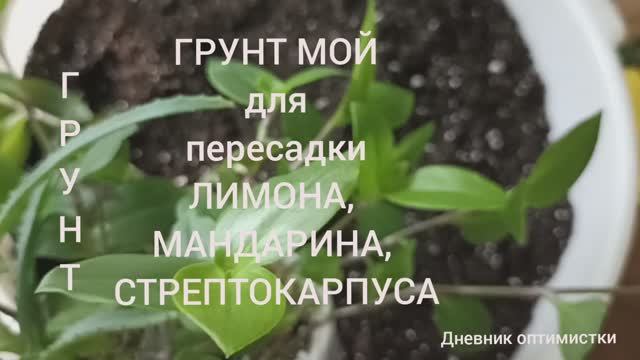 Грунт мой для лимона, мандарина, манго, стрептокарпуса и фиалки смотреть онлайн