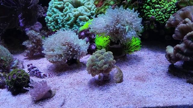 Морской аквариум обзор системы от 08 04 2024г