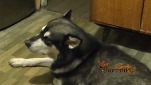 Как же эта собачка поёт. Вы только послушайте - лучшие песни собак 2023.