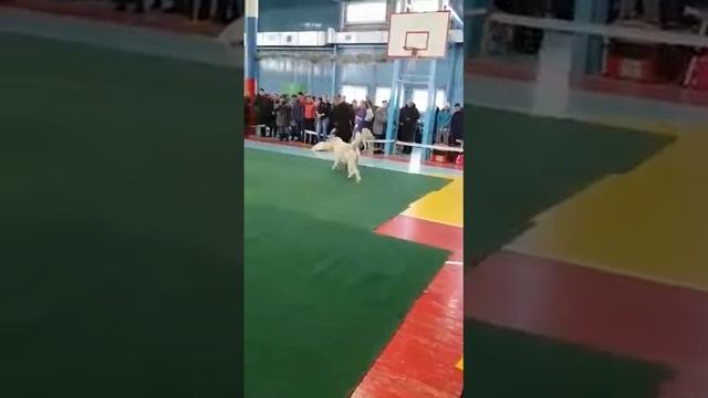 Региональная выставка 10.02.2018 г., Иркутск смотреть онлайн