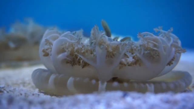 Cassiopea the upside down jellyfish смотреть онлайн