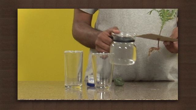 Plants lose water as vapour during transpiration | Transpiration | Biology смотреть онлайн