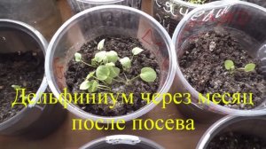 Выращивание дельфиниума из семян, практический опыт.