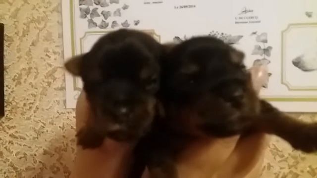 Щенки йоркширского терьера - питомник 20 век смотреть онлайн