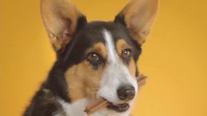 Pedigree Dentastix