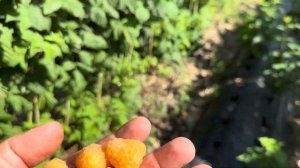 Ремонтантная малина Желтая Зюгана!