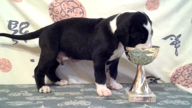 Фаворит Елен Дог Петербург, 24 дня смотреть онлайн