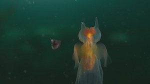 Морской ангел охотится за морской бабочкой