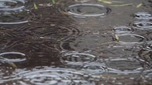 КОГДА КЛЮЕТ В ДОЖДЬ ИЛИ ПОСЛЕ? СиноптикИ и ИхтиологИ УТВЕРЖДАЮТ… SeMano TV