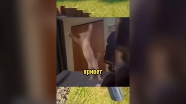 ВИРУСНЫЕ ВИДЕО / Сборник самые смешные моменты №1