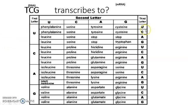 Lab 3 Topics: Translation and DNA fingerprinting смотреть онлайн