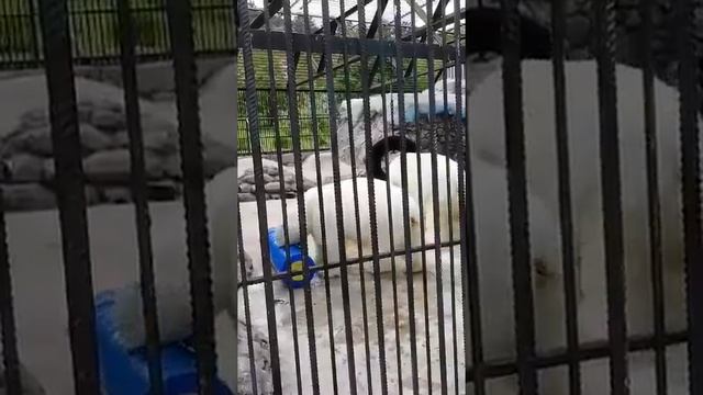 2019-07-15. Мишки с цилиндрами смотреть онлайн