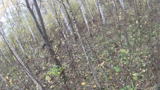 Охота на тетерева осенью. Охота на вальдшнепа осенью. Солонец на зайца.