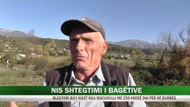Blektorët nisin dimërimin e të imtave në zonat fushore