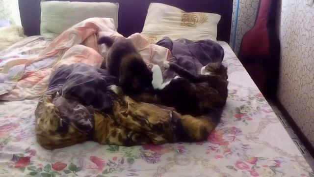 Жизнь моего кота Васи. Весенние игры и прочее 64 смотреть онлайн