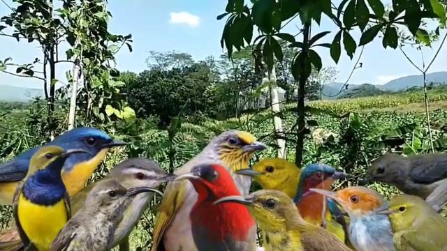 MP3 Pikat Burcil Ampuh Suara Kejepit, Sudah Terbukti Ampuh Burung Langsung Ngumpul смотреть онлайн