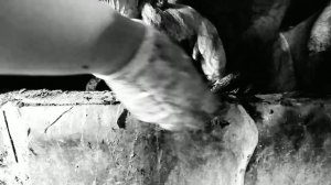 Девушка кастрирует хряка✅