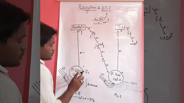 Electron transport chain & Photosystem/Bot/ug/part-ll/paper-lll смотреть онлайн