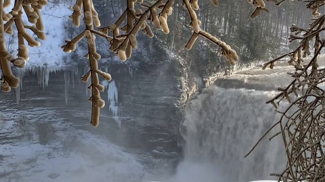 Nature Detectives: Mystery of the Drooping Trees смотреть онлайн