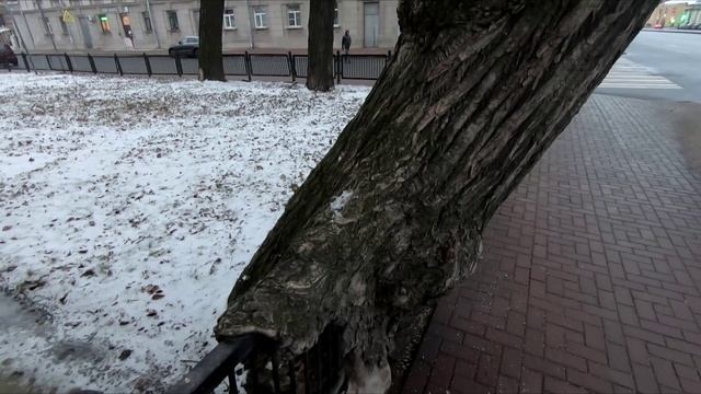 Удивительное рядом Вросшие деревья в ограду деревья. смотреть онлайн