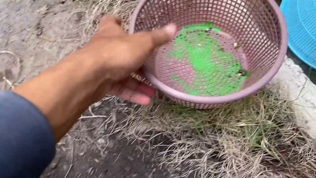 Tangkap Ayam Lucu Ayam Warna Warni Ayam Rainbow Gokil Kelinci Kucing Lucu Bebek Hewan Lucu