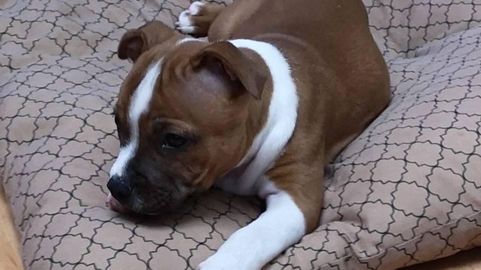 Щенок стаффбуль в доме. 2022 смотреть онлайн