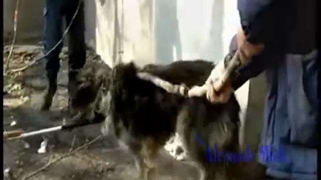 Люди приходят на помощ собакам. :( смотреть онлайн