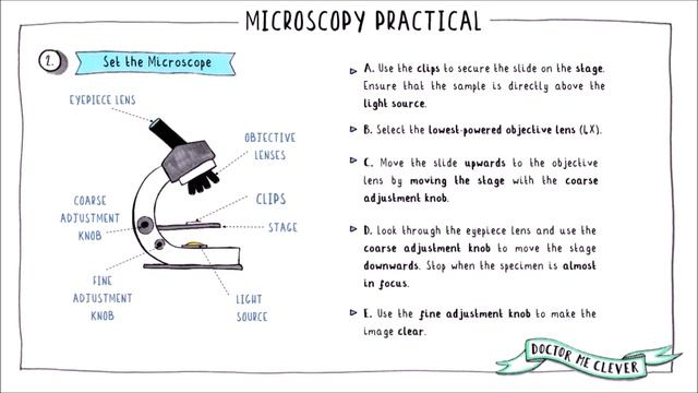 MICROSCOPY PRACTICAL, GCSE Biology AQA 9-1 Topic 1 Cell Biology смотреть онлайн