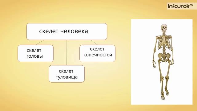 5. Уровни организации. Структура тела. Органы и системы органов смотреть онлайн
