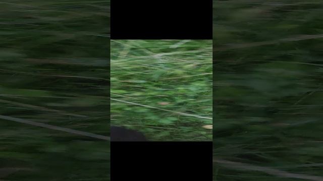 Дача. Ёжик смотреть онлайн