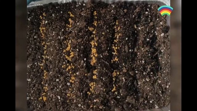 Learning growth of Plant/Simple Fenugreek seed planting and observations смотреть онлайн
