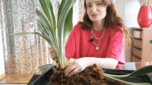 САНСЕВИЕРИЯ АУБРУТИАНА МЕТАЛЛИКА. Разговорная пересадка.