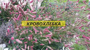 Многолетний, зимостойкий и очень красивый цветок. Кровохлебка #35