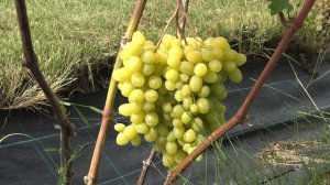 Виноград кишмиш Бесподобный. Родительская пара не известна, оригинатор Писанка ОМ.