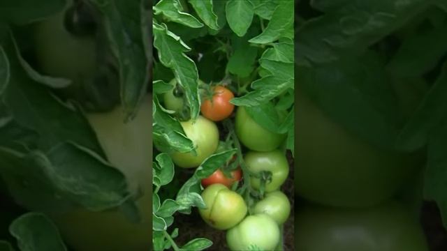 Парничок мой маленький. Дмитрий Шлапак смотреть онлайн