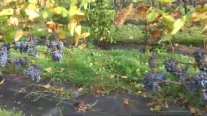 Виноград Амурский триумф