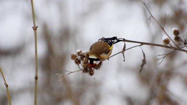 Goldfinch / Черноголовый щегол смотреть онлайн