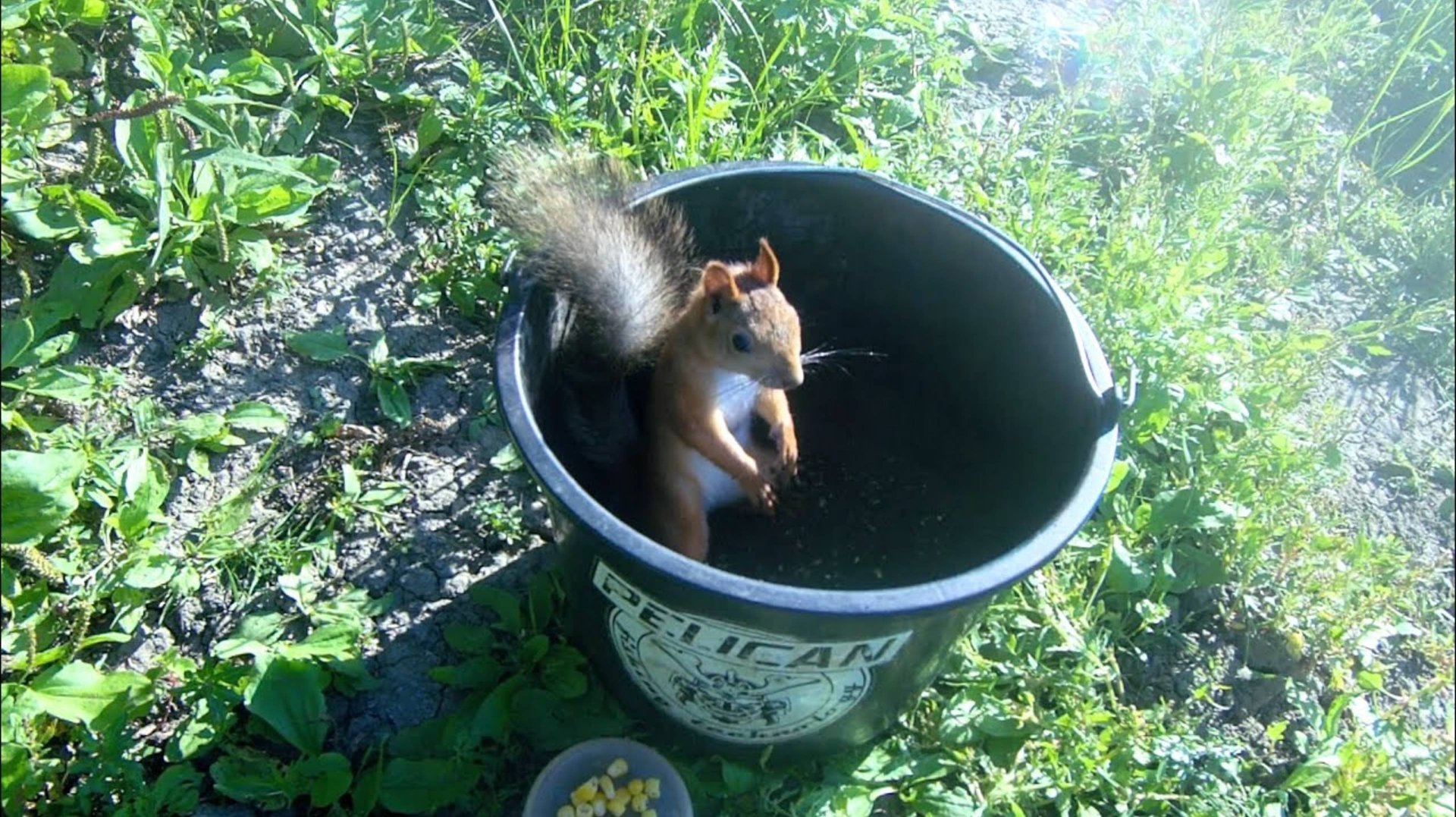 Рыбалка 2022. Белка принесла удачу. Ловля на фидер смотреть онлайн