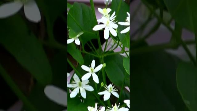 Клематис мой раскинул цвет. Дмитрий Шлапак смотреть онлайн