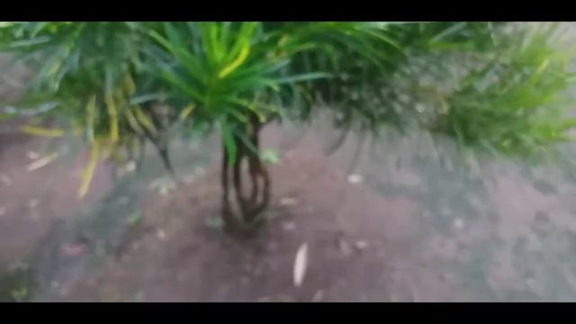 lantana indonesia |bonsai bunga modal tenaga hasil lumayan mempesona смотреть онлайн