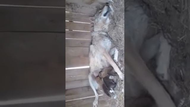 Щенки (волк+собака) смотреть онлайн