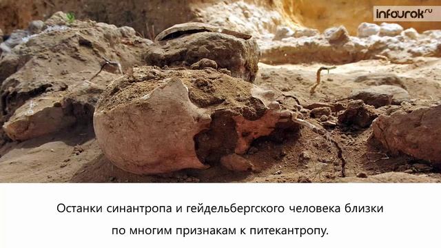 3. Основные этапы эволюции человека. Влияние биологических и социальных факторов смотреть онлайн